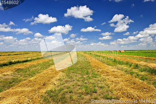 Image of Wheat farm field at harvest