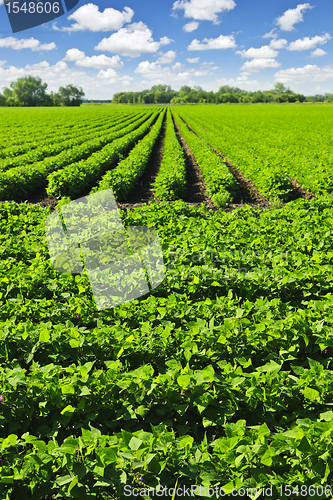 Image of Rows of soy plants in a field