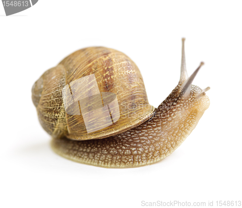 Image of Curious snail