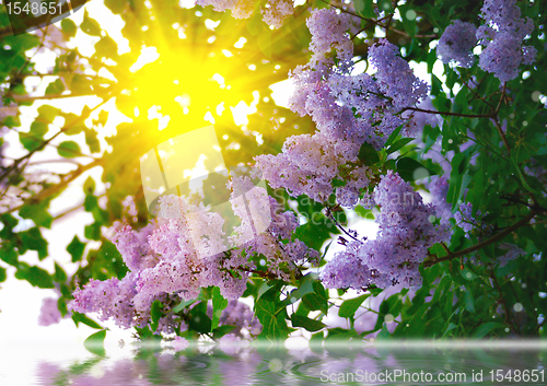 Image of Branches of lilac