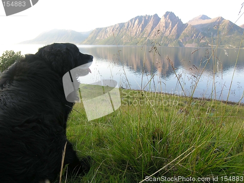 Image of Dog and fjord