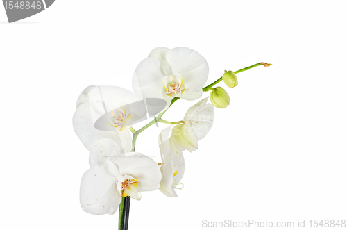 Image of White orchid