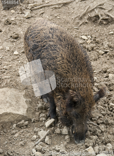 Image of wild boar in stony back