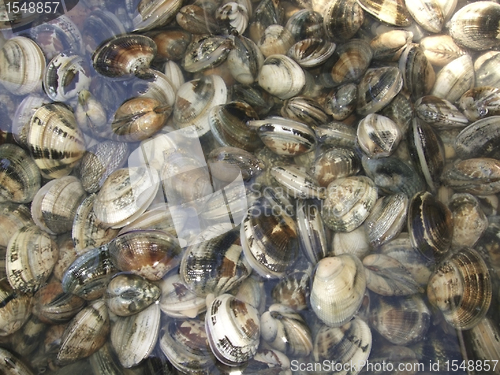 Image of small mussels in wet ambiance