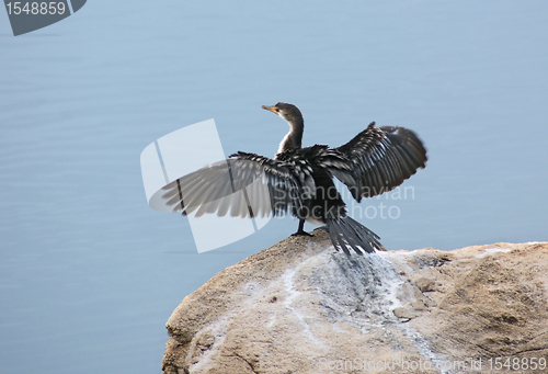 Image of African Darter in Uganda