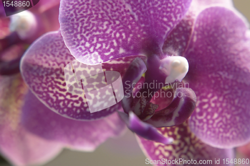 Image of violet orchid closeup