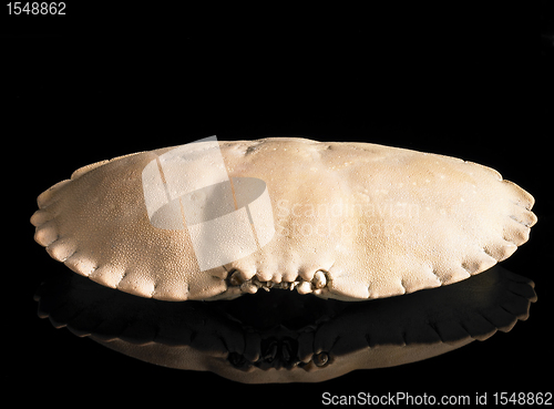 Image of crab carapace