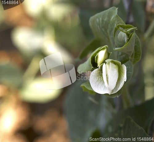 Image of pea flower