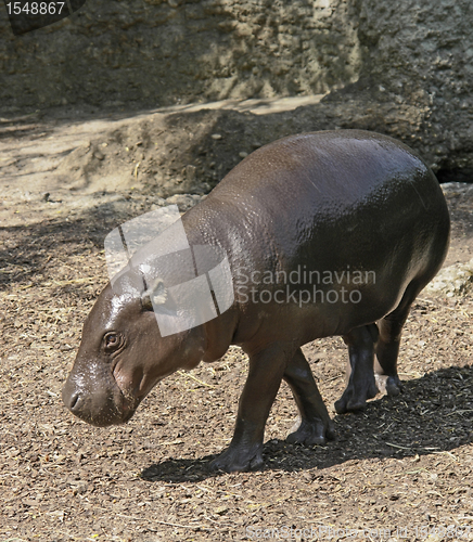 Image of Pygmy Hippopotamus