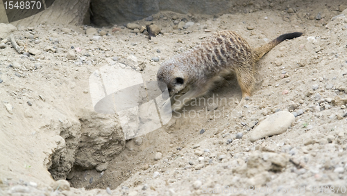 Image of digging Meerkat