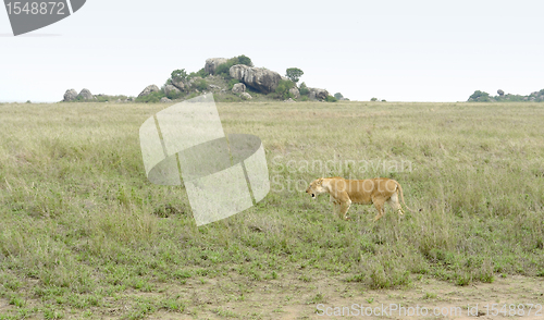 Image of Lion in the Serengeti