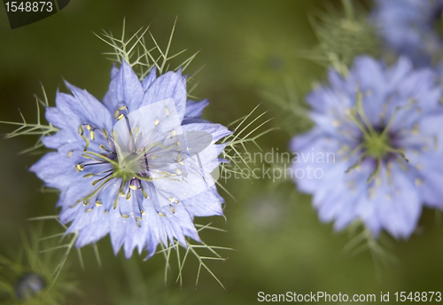 Image of nigella damascena flowers