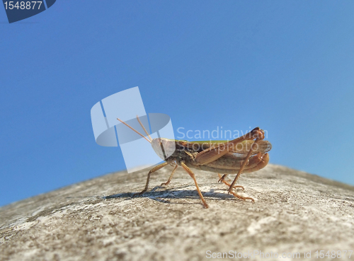 Image of grasshopper in blue sky