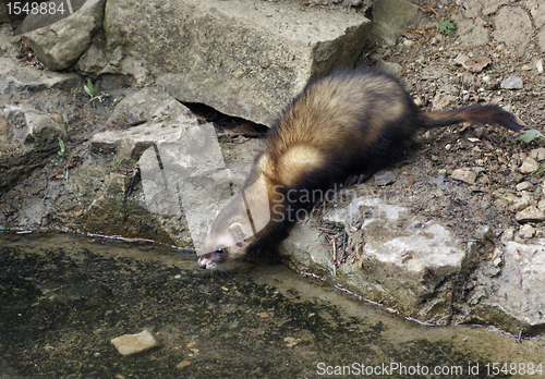 Image of waterside Ferret in stony ambiance