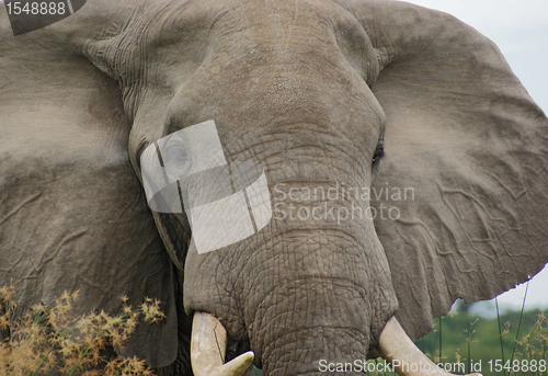 Image of detail of a Elephant