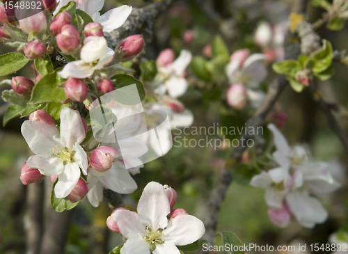 Image of apple blossoms detail