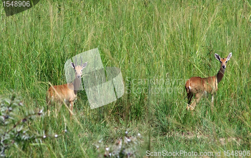 Image of Uganda Kobs in high grassy ambiance