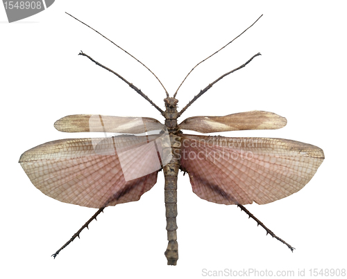 Image of exotic male grasshopper