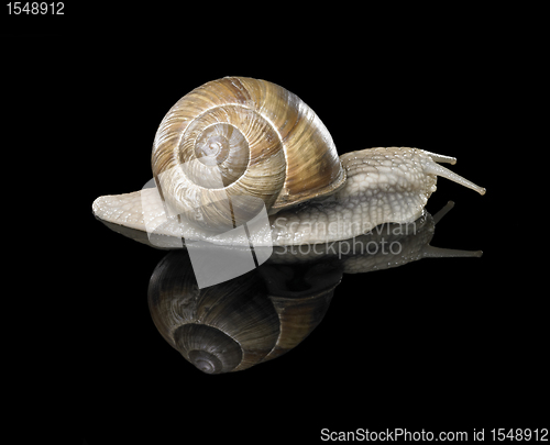 Image of Grapevine snail on black