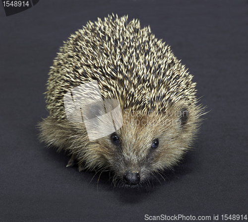 Image of hedgehog portrait in dark back