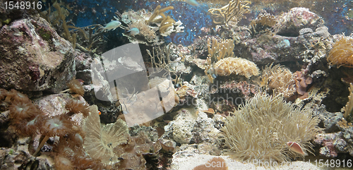 Image of Coral reef