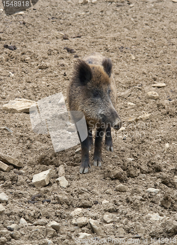 Image of wild boar on earthy ground