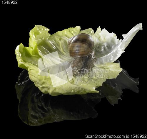 Image of Grapevine snail on green lettuce leaf