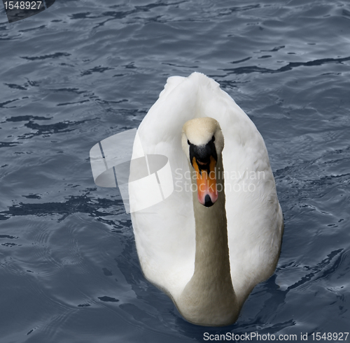 Image of white swan in blue water