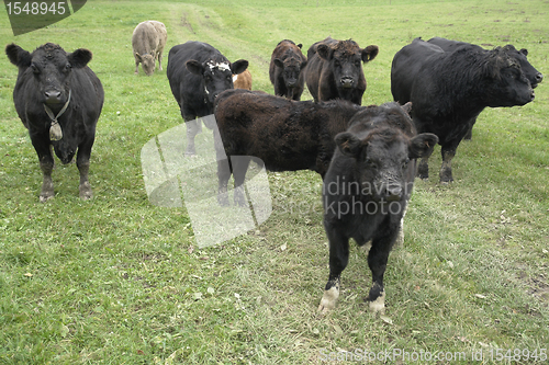 Image of dark cows out at fed