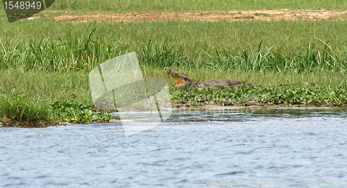 Image of Nile crocodile with open mouth