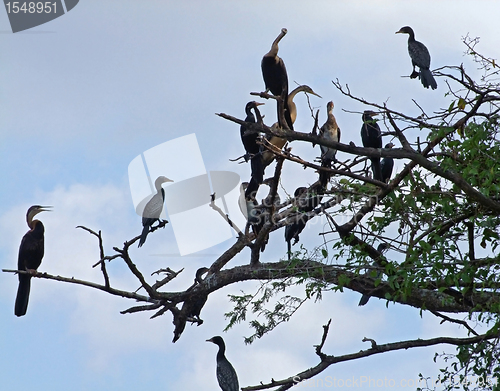 Image of african birds on treetop