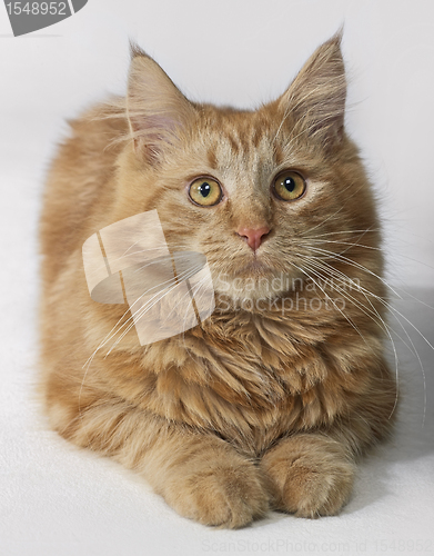 Image of Maine Coon kitten portrait