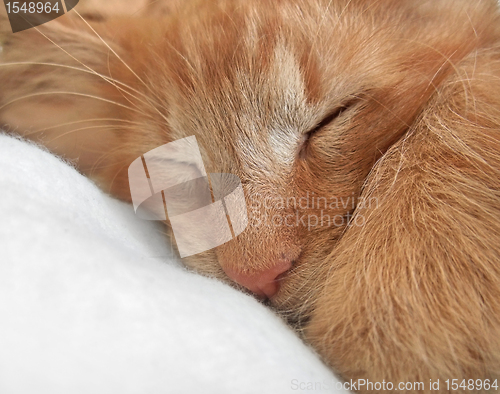 Image of sleeping cat portrait