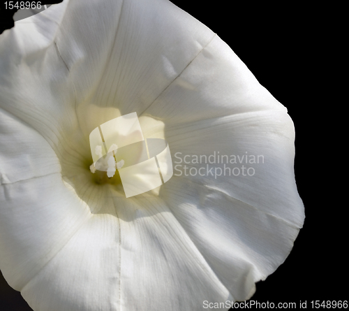 Image of white bindweed flower in black back