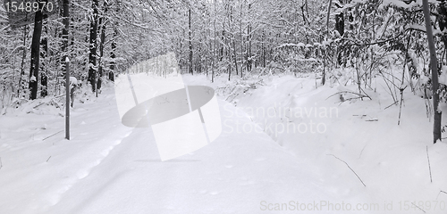 Image of winter forest