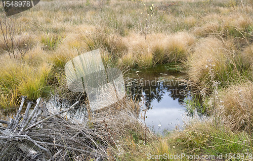 Image of swamp