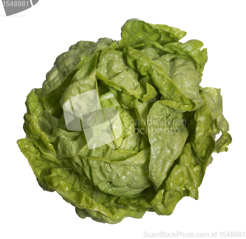Image of fresh head of lettuce