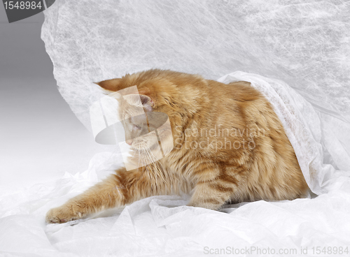 Image of Maine Coon kitten