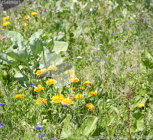 Image of flowering meadow detail