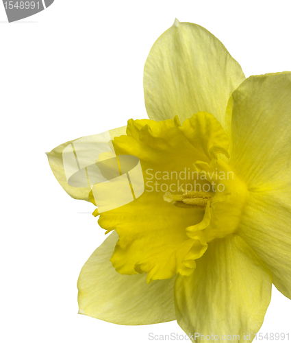 Image of yellow daffodil detail