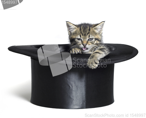 Image of funny kitten in top hat