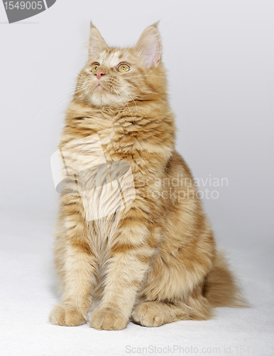 Image of maine Coon kitten