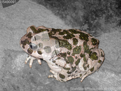Image of European Green Toad