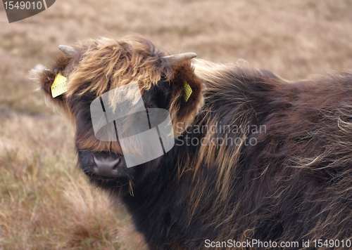 Image of dark brown Highland cattle portrait