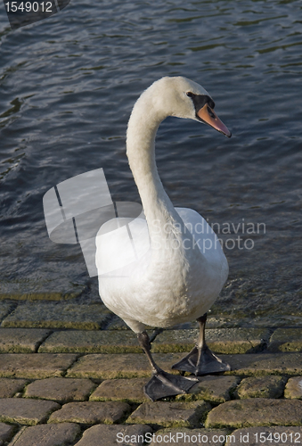Image of swan riverside