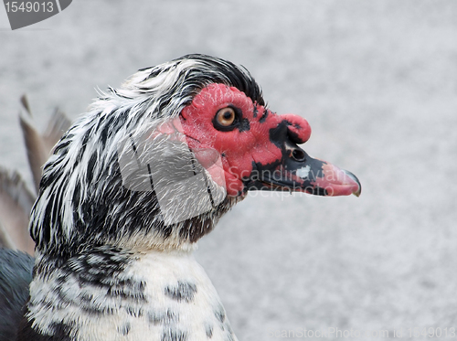 Image of duck portrait