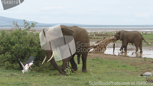 Image of two Elephants and bird in Africa