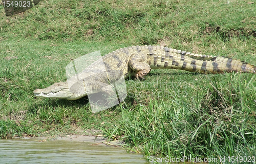 Image of Nile crocodile running to the water