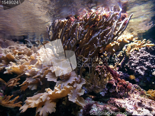 Image of underwater scenery