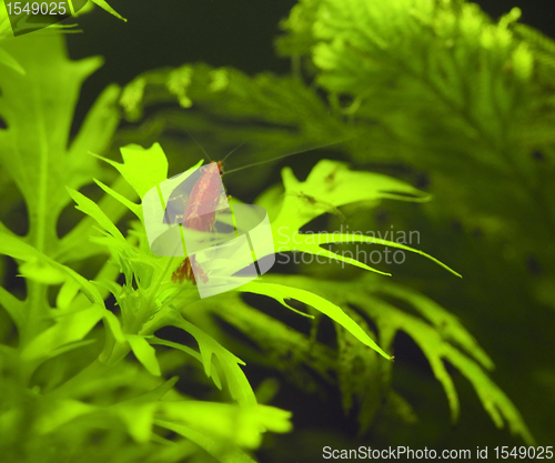 Image of Crystal Red fresh water shrimp